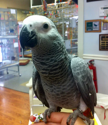 African Grey Parrot